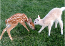2015 Fawns